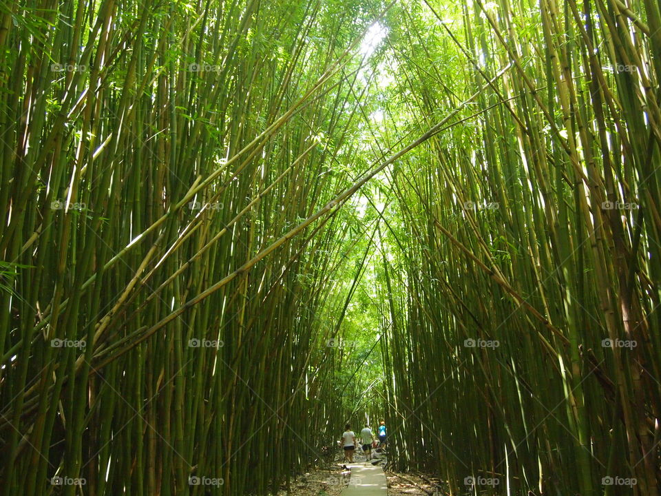Boardwalk through bamboo forest. 