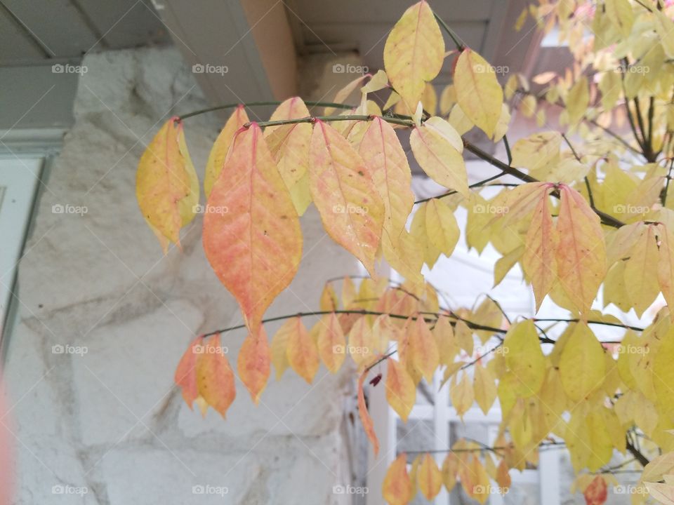Fall, Leaf, Maple, Season, Tree