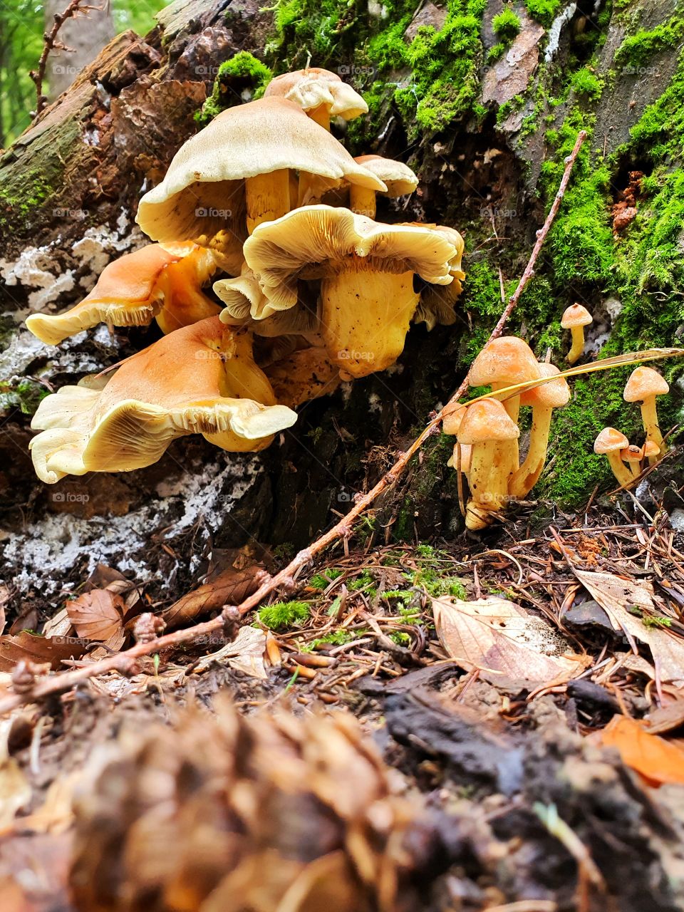 mushrooms at treestomp