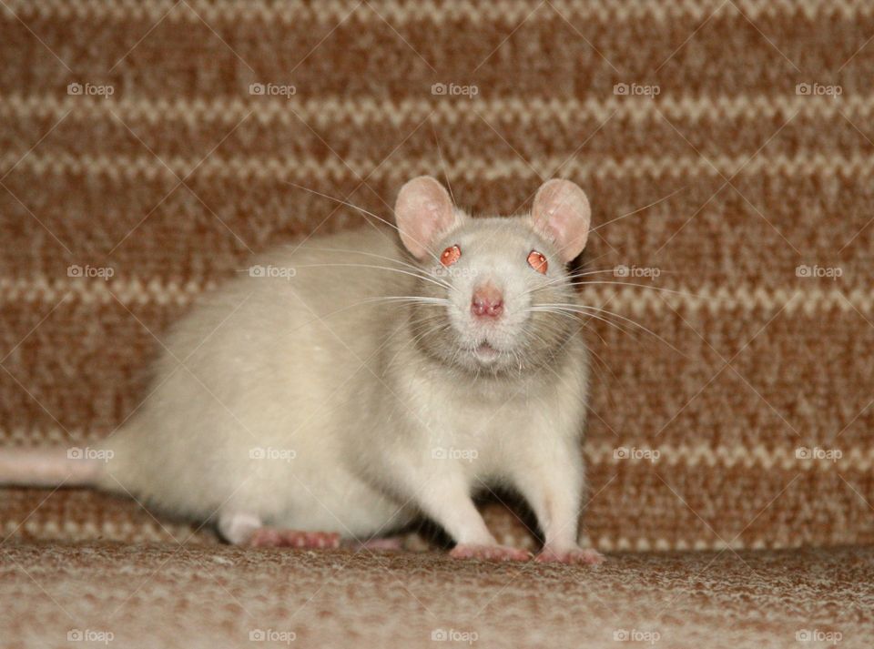 White Rat 