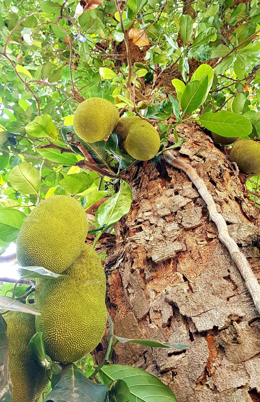 jackfruit