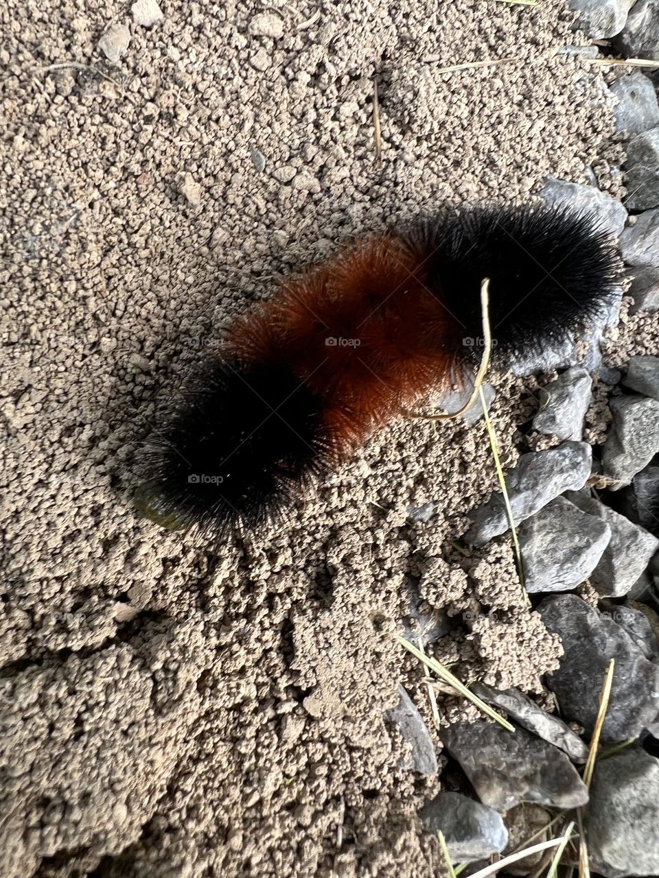 Wooly bear caterpillar 