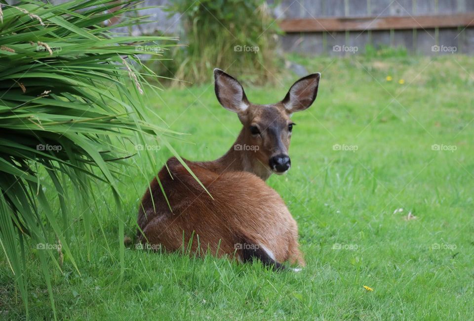 Taking a rest in the yard