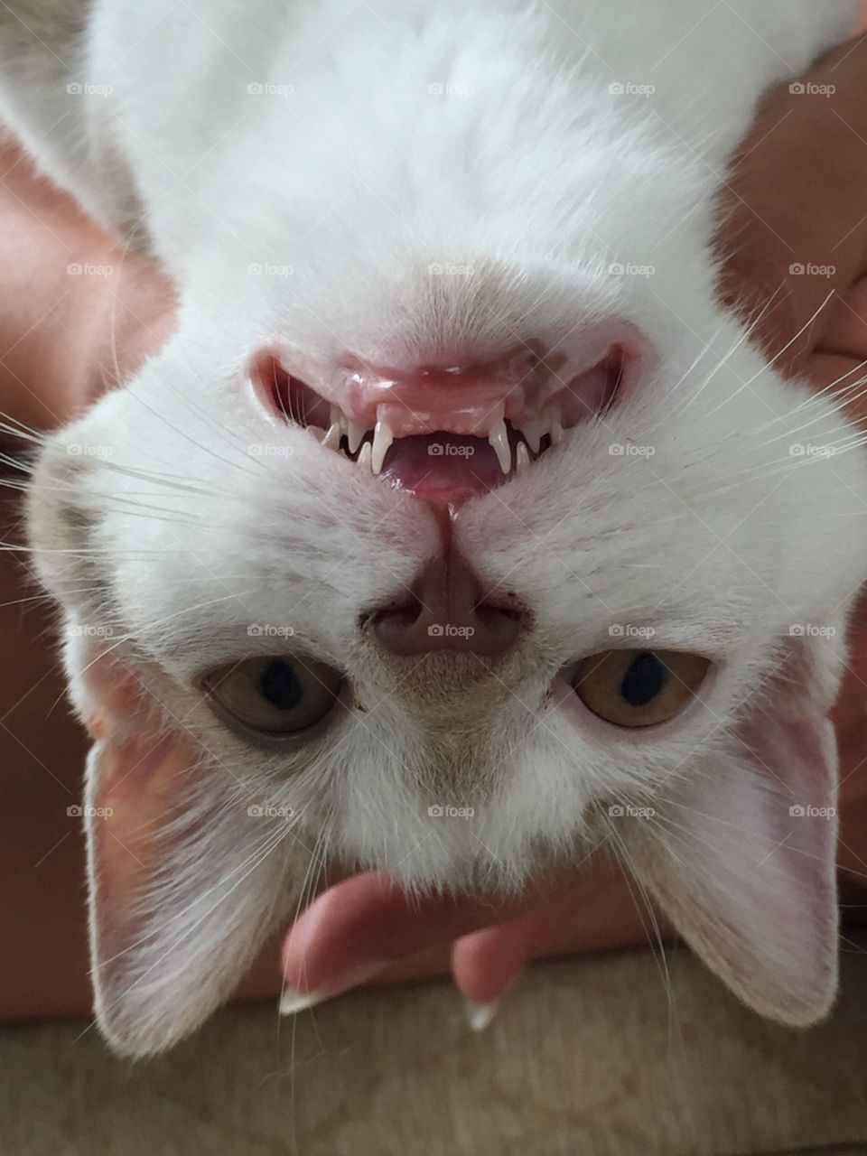 Upside down creepy cat