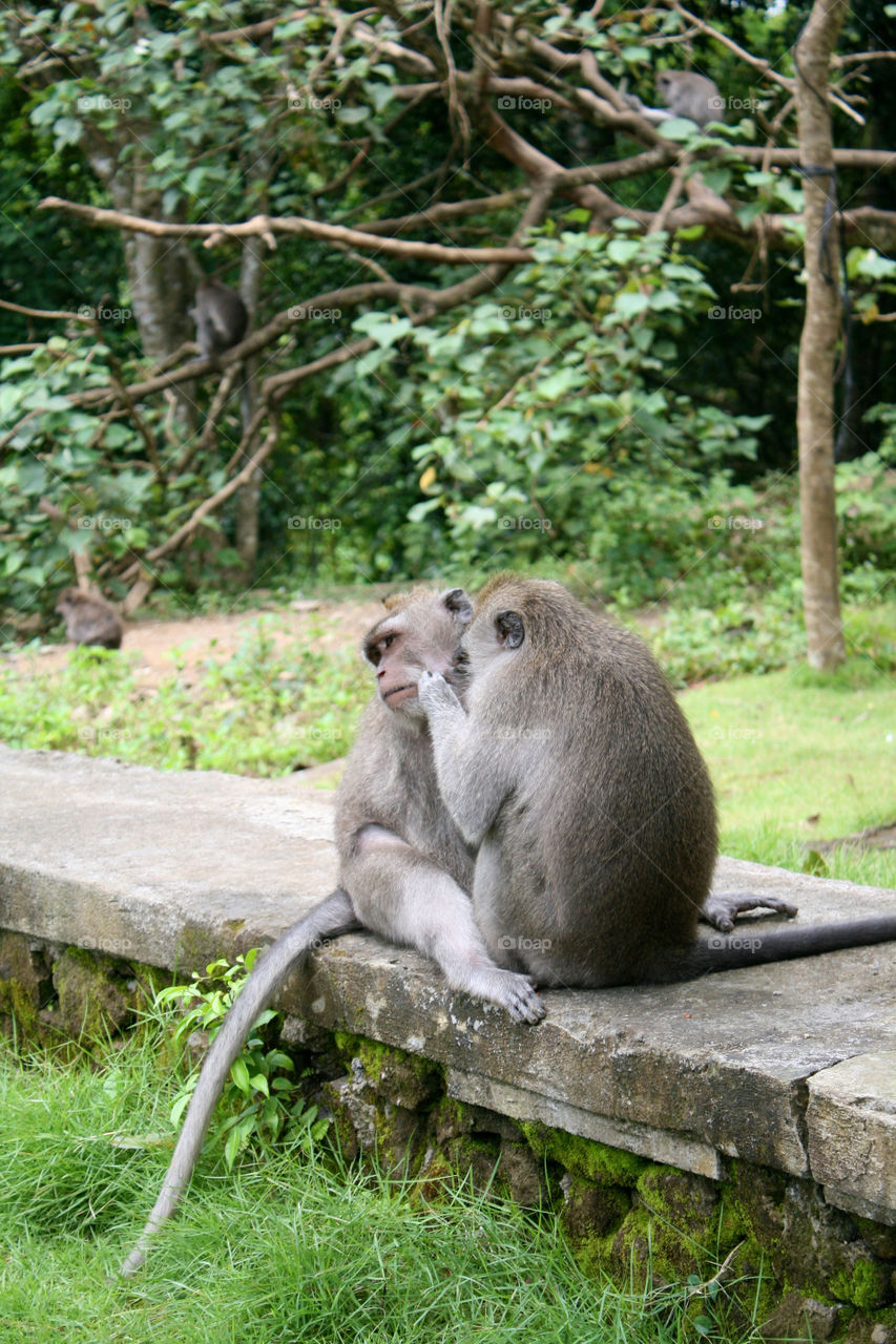 Indonesian wild monkeys