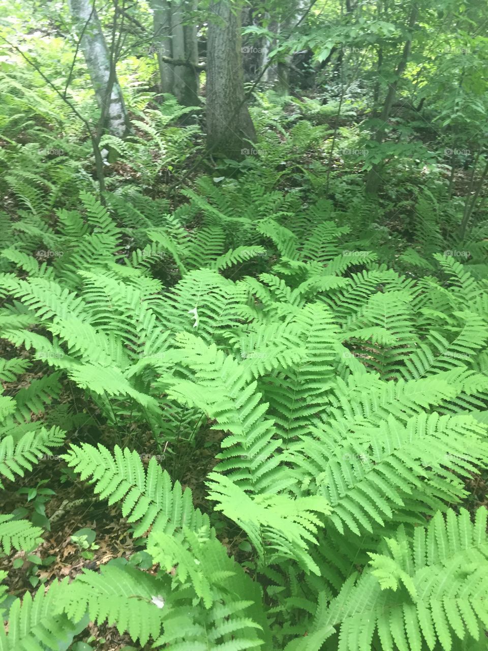 A hillside of bright green ferns blanketing a forest floor.