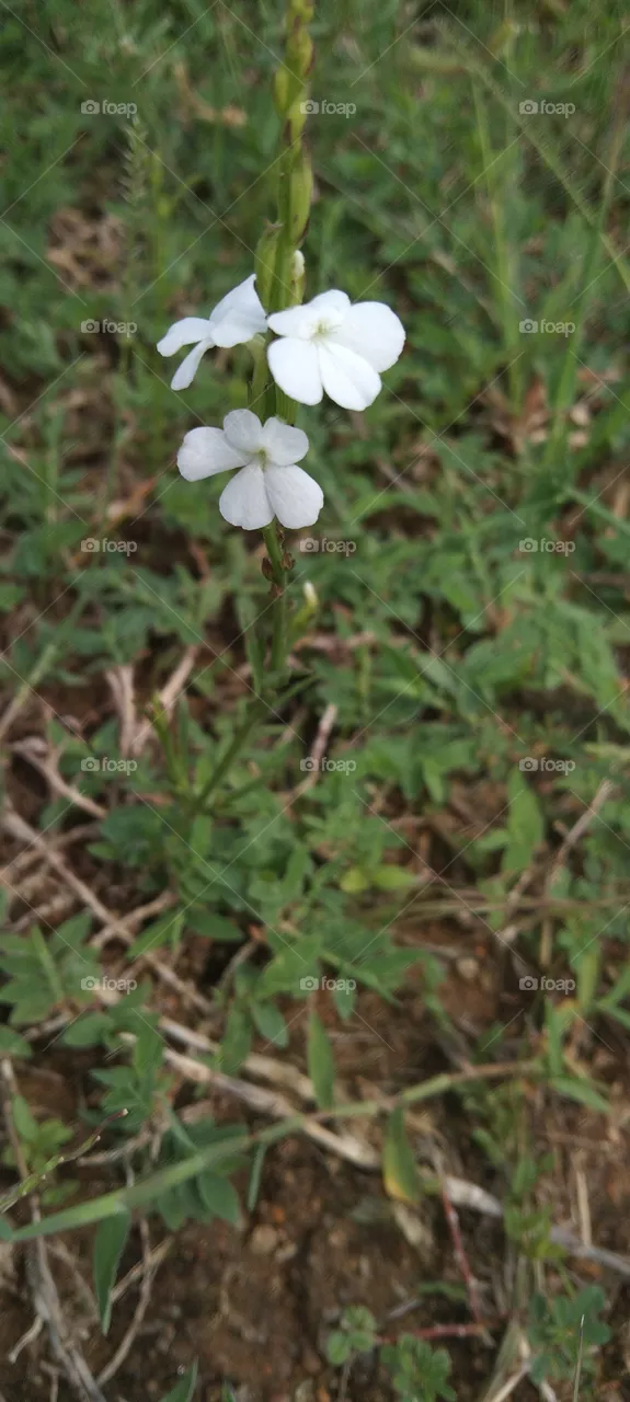 nature