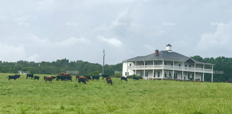Rural beautiful, country, green,  Field, Meadow, grazing, horses, cows, plantation home, historic , Southern, colonial, Gorgeous, peaceful, country living, RFD, Pictorial, Scenic, composition, Farmer, stables, riding, equine therapy