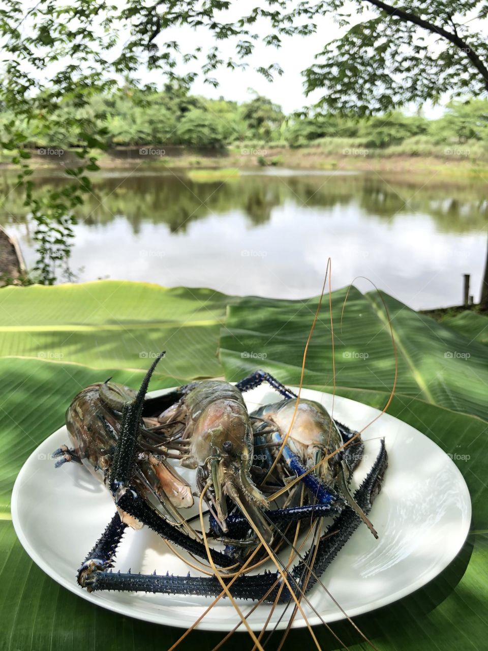 Fresh Sri Lankan lagoon jumbo prawns 