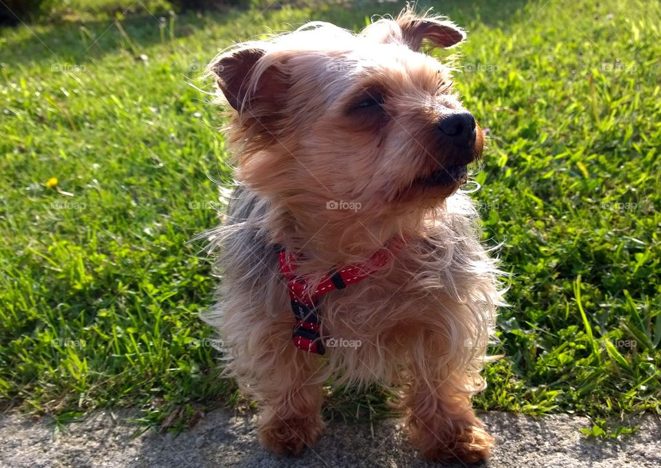 Yorkshire Terrier
