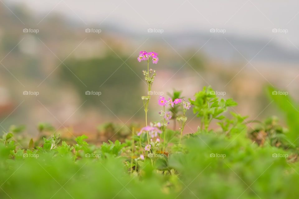 The beautiful vibrant colours of nature coming alive in the spring season.