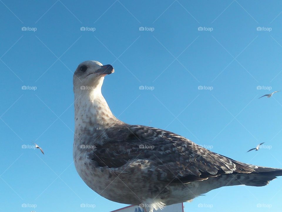 Beautiful seagull looking at my camera.