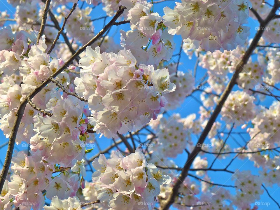 Cherry Blossoms in Washington DC