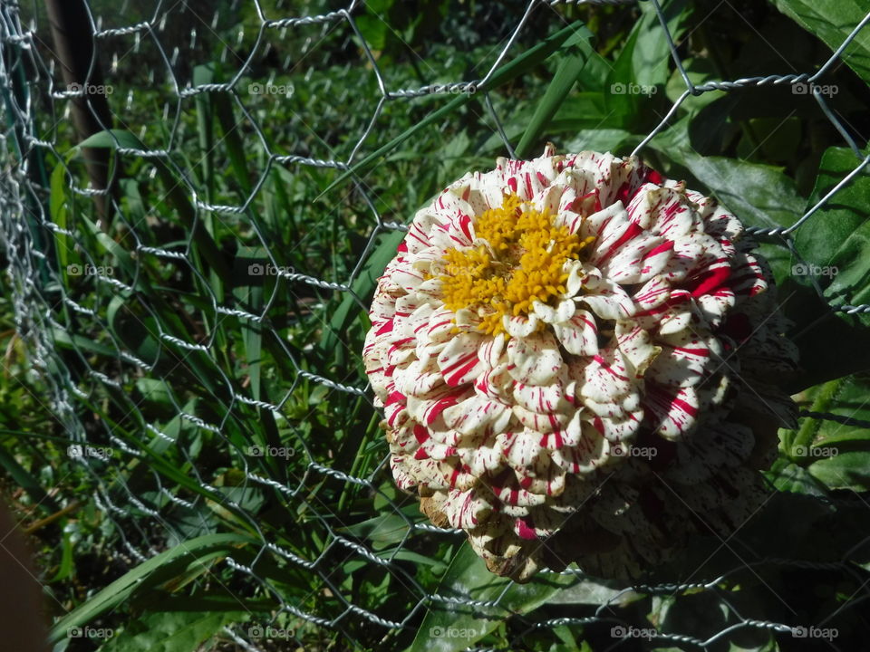 Flower Through Fence