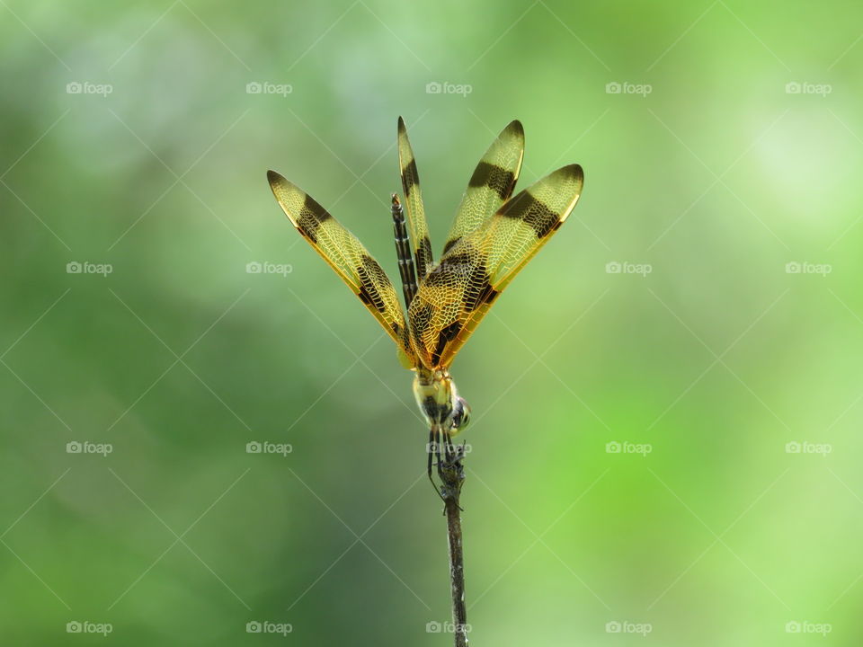 halloween pennant dragonfly