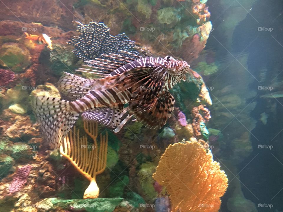 1 of 54 photos in this album.  Photos were taken at SeaWorld Orlando. 