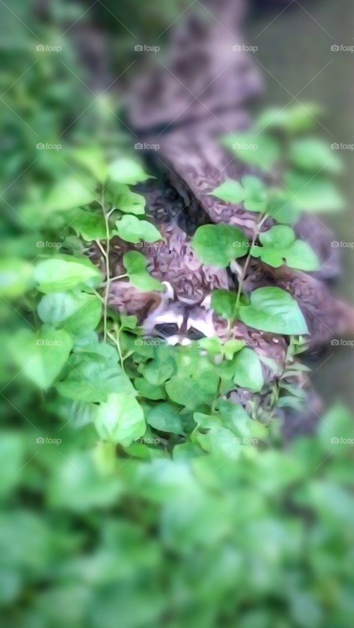 Raccoon- Central Park, New York City. Instagram,Penny Peronto