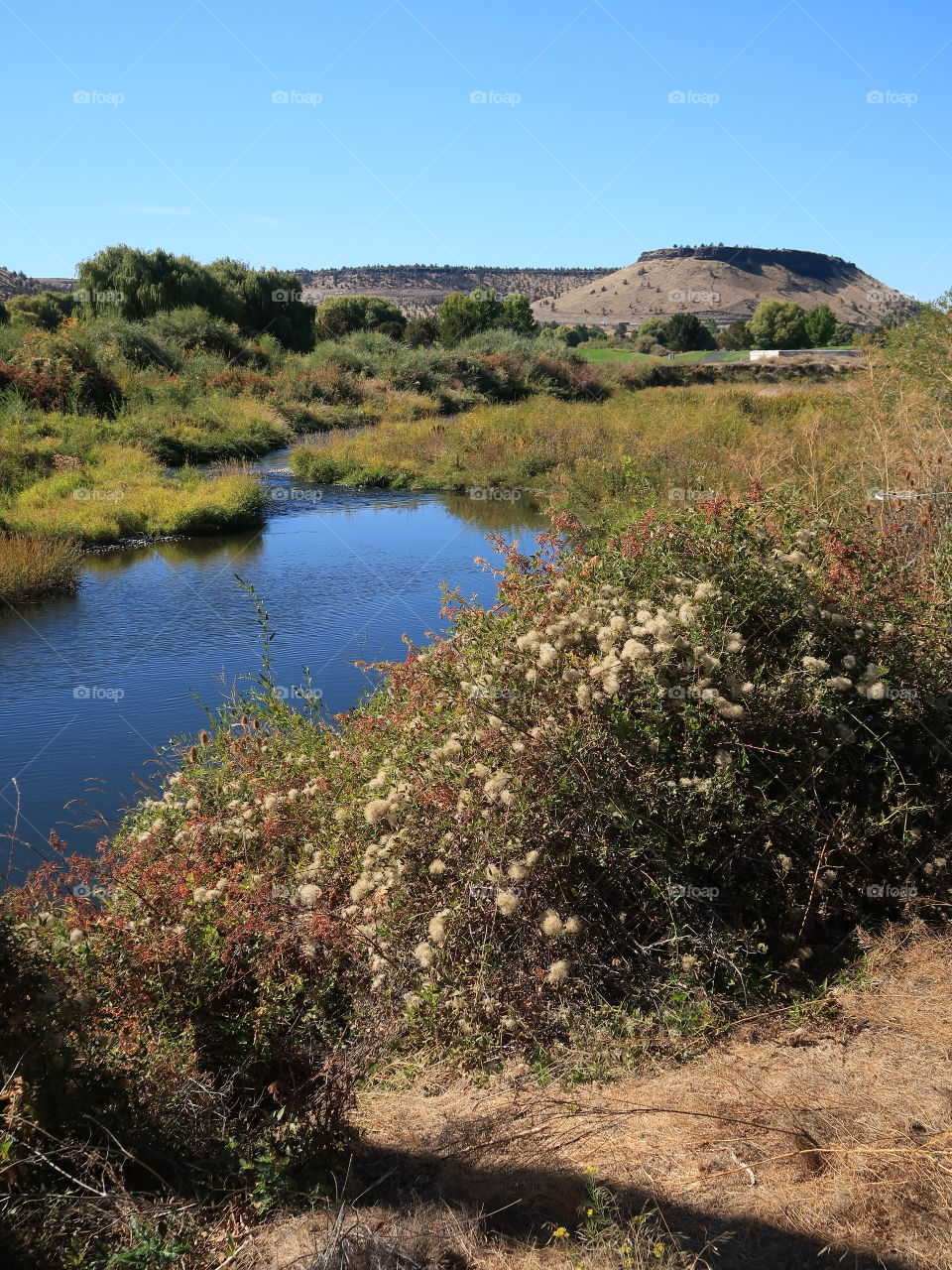 Beautiful fall foliage along the banks of the Crooked River flowing through Rimrock Park in Prineville in Central Oregon on a sunny autumn day.