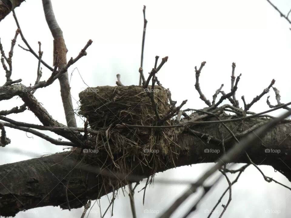 Nest