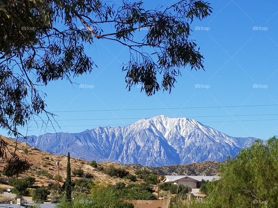 Mount San Jacinto as viewed from the high desert. Snow-capped California mountain with overarching tree branch.