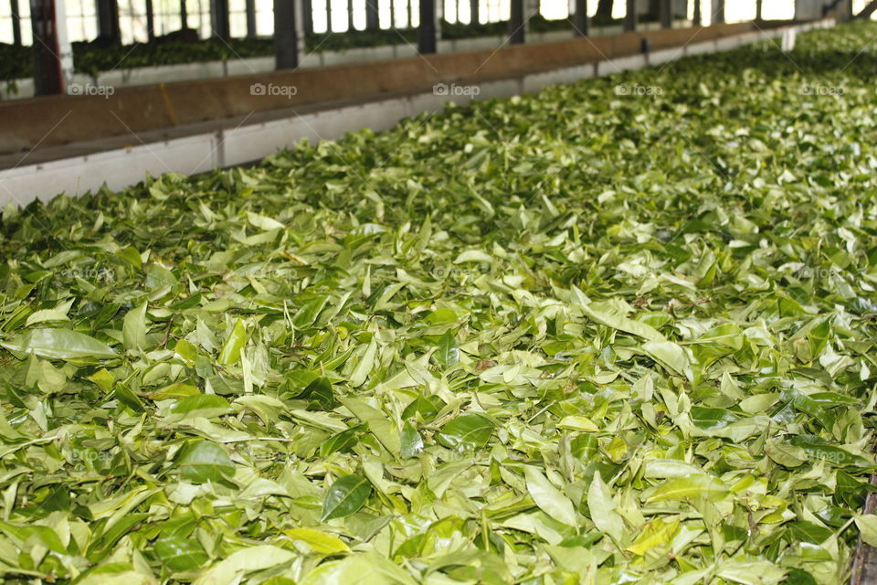 Tea leafs 
