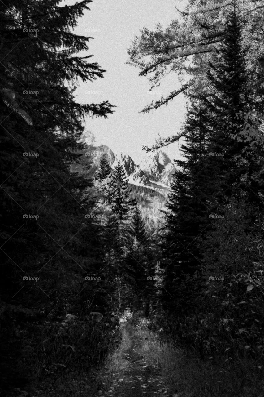 Pathway to the mountains 