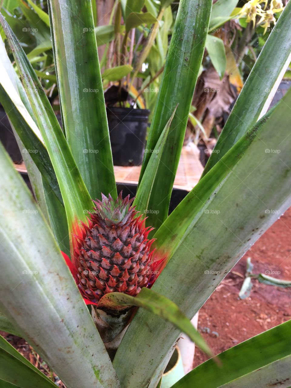 Pineapple in bloom 