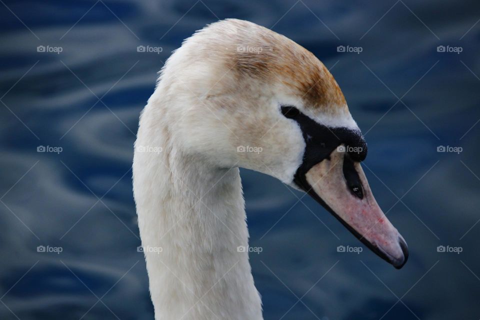 A close up of swan