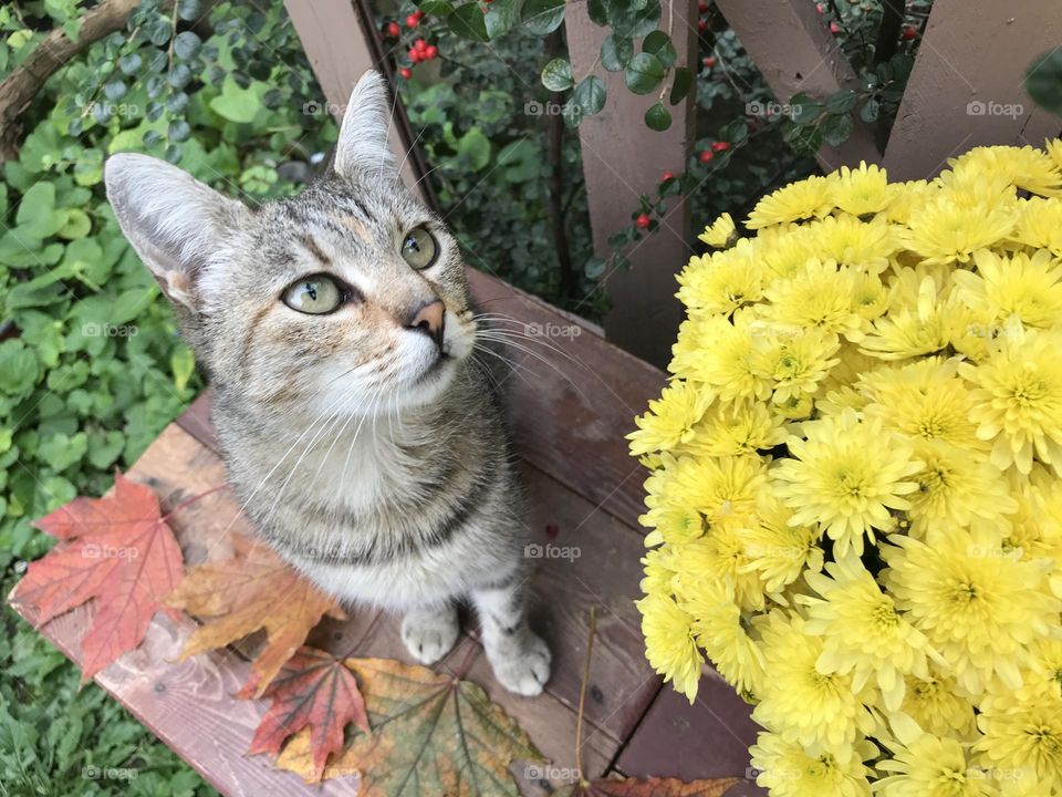 Autumn photography with a cat in it