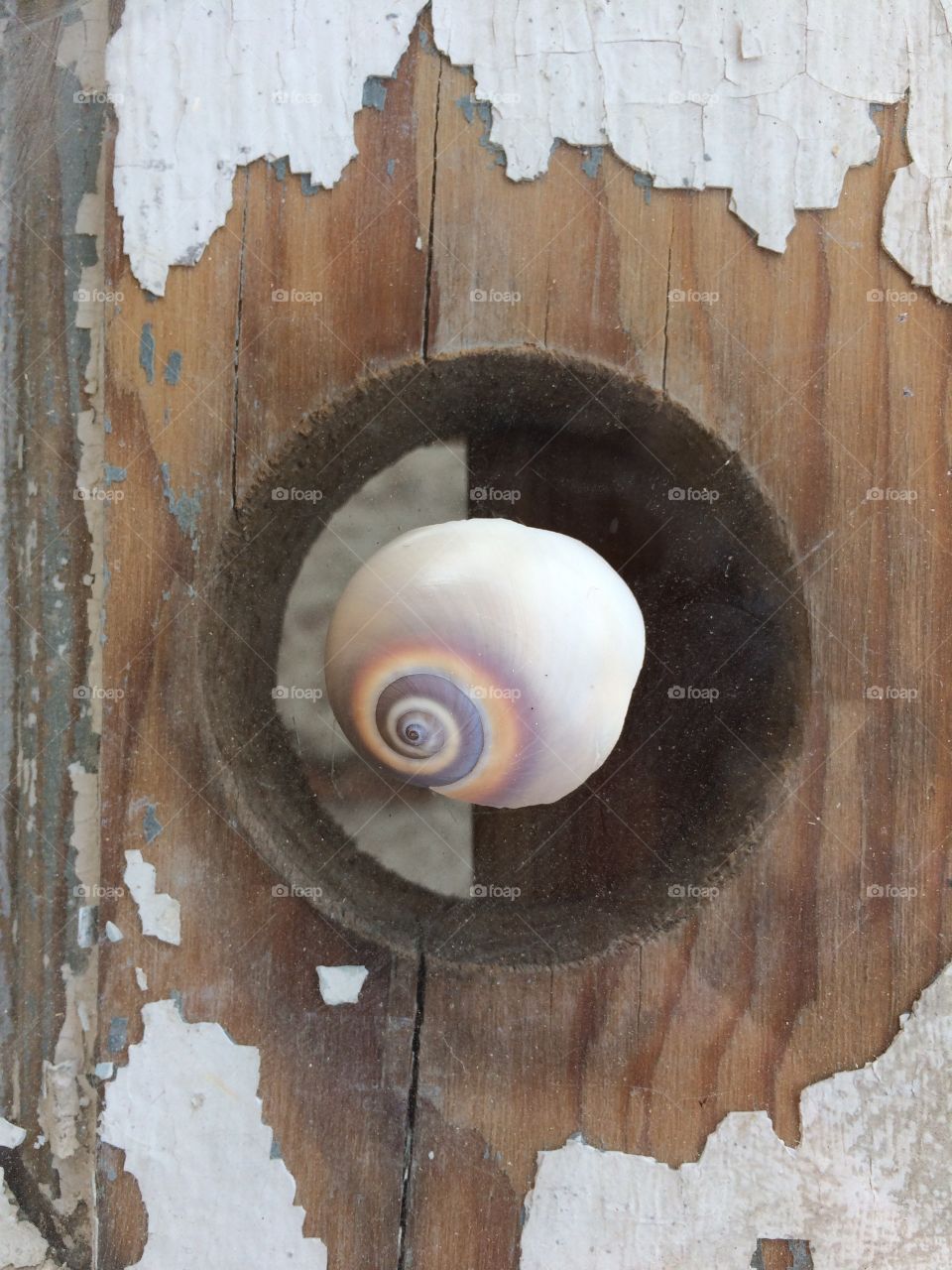 Spiral seashell floating where a doorknob once belonged in an old worn out door turned desktop. 