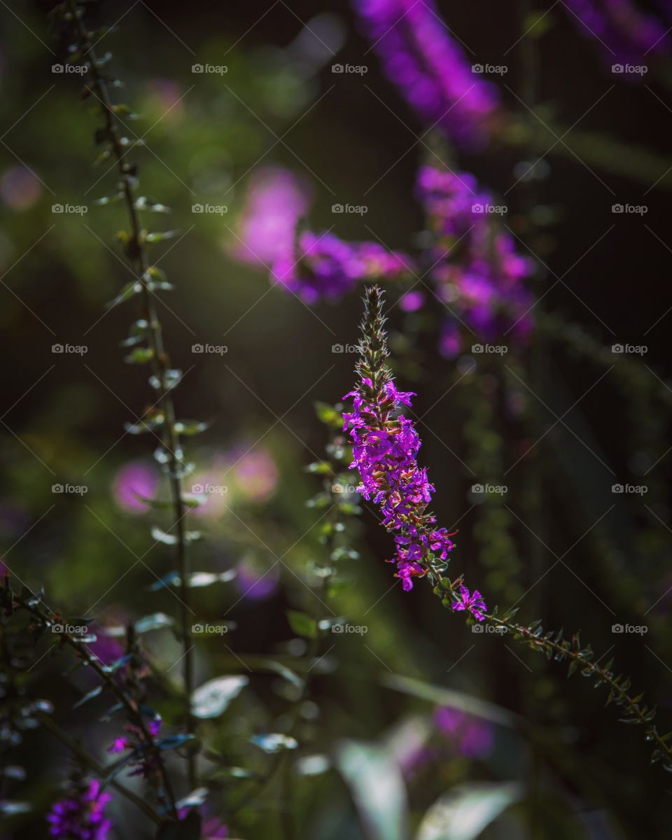 Purple flowers in the forest 