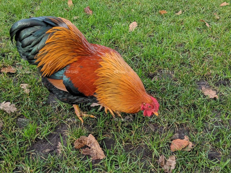 Rooster in the park