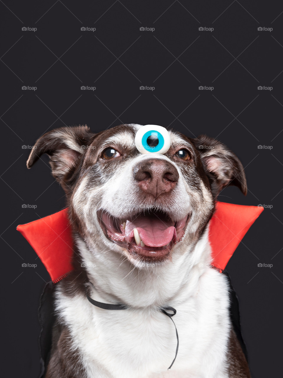 Dog with an eyeball on his nose 