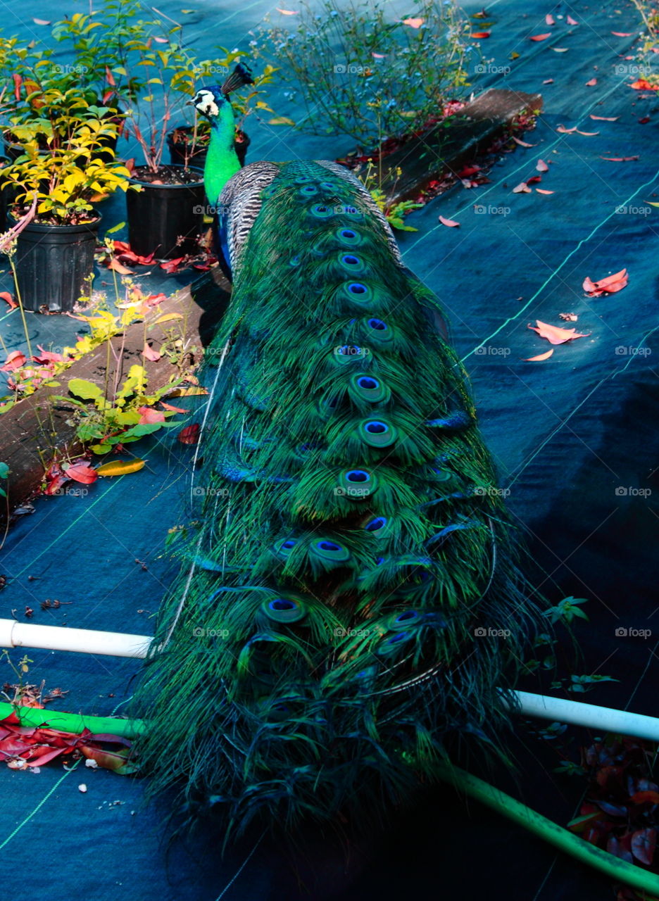 peacock in the garden