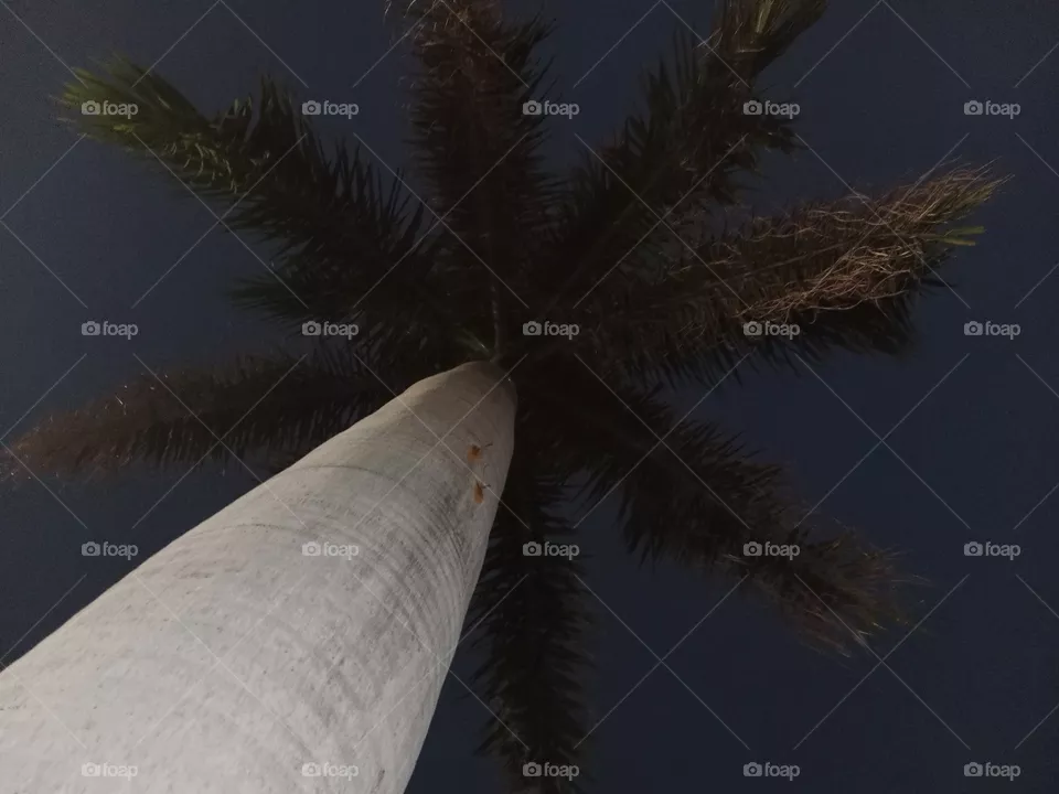 coconut 🌴
