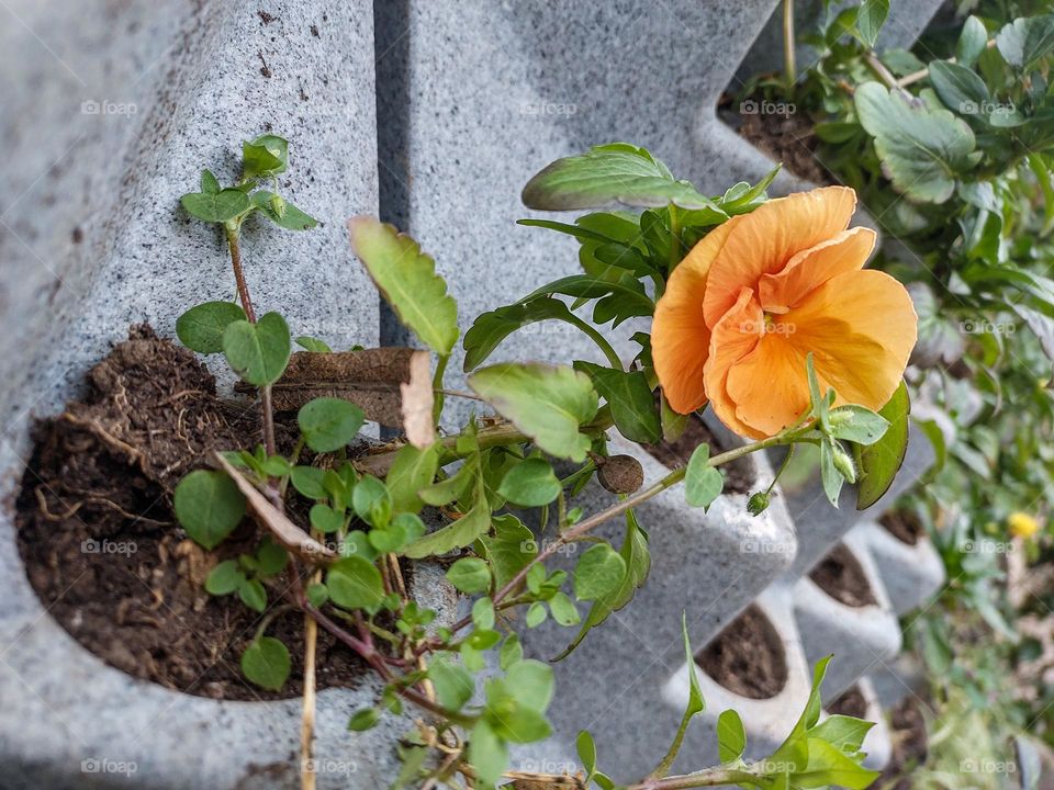 Flowers in a pot