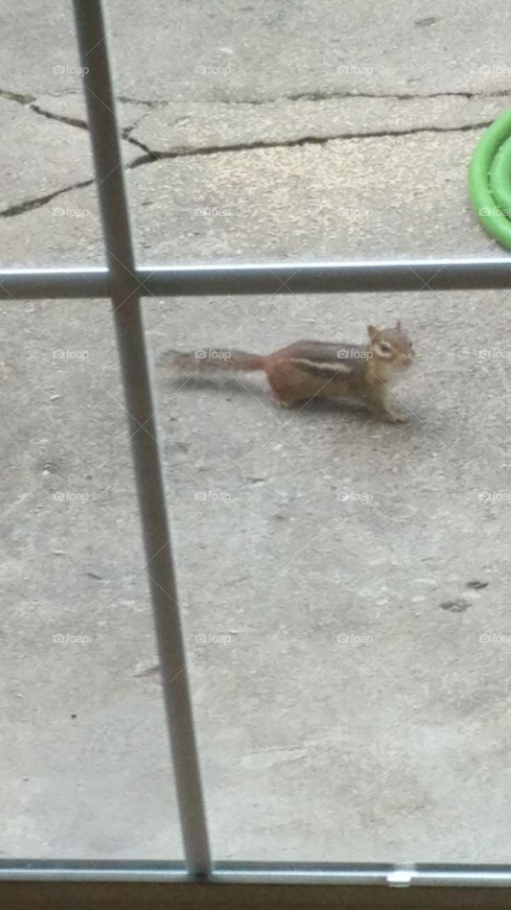 chipmunk
