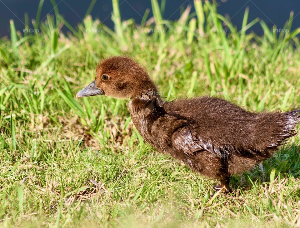 Brown Muscovy duckling