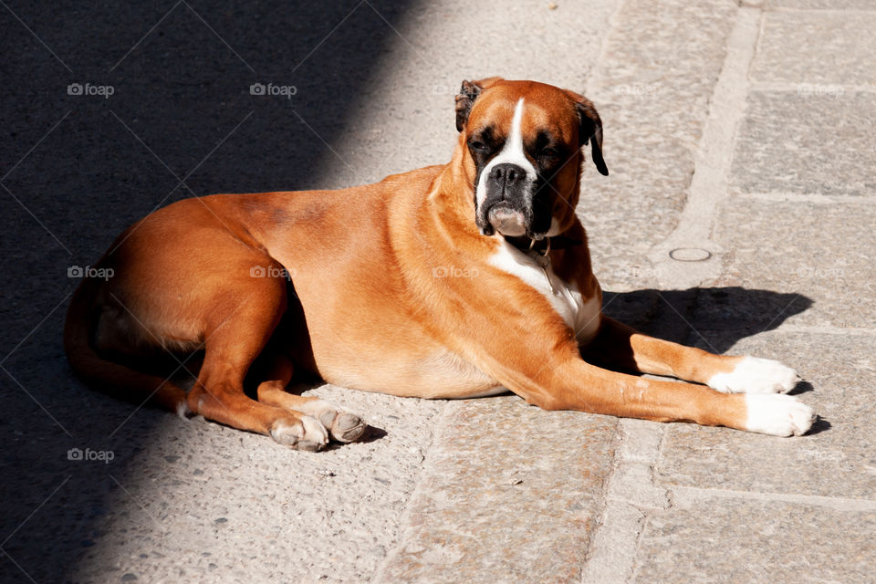 Dog lying on the road in the street