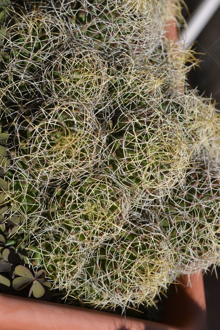 green cactus on my terrace