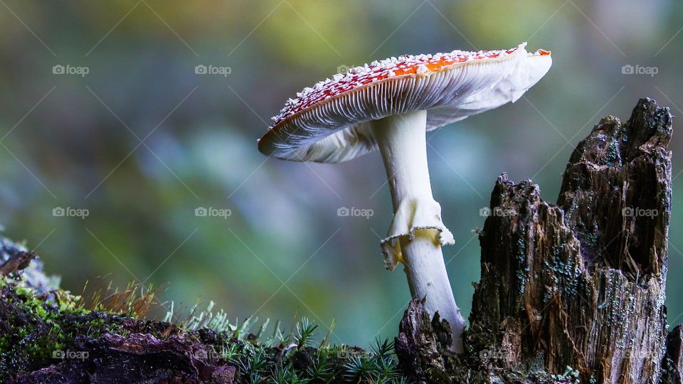 Mushroom