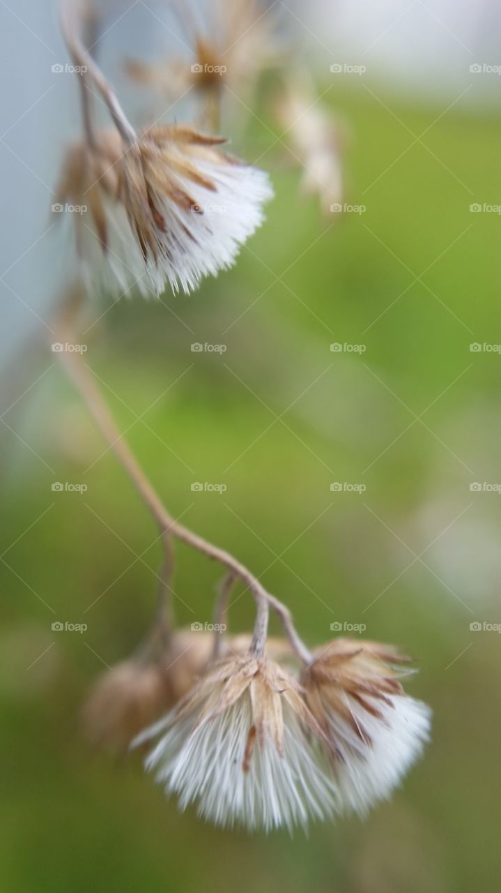 weeds can be pretty. beauty in the unwanted