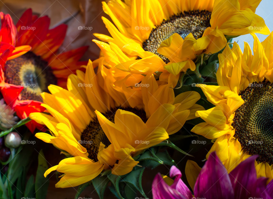 Beautiful sunflowers closeup in golden hour sunlight making bright and happy sunflower bouquets conceptual health and wellness happy bright nature photography 