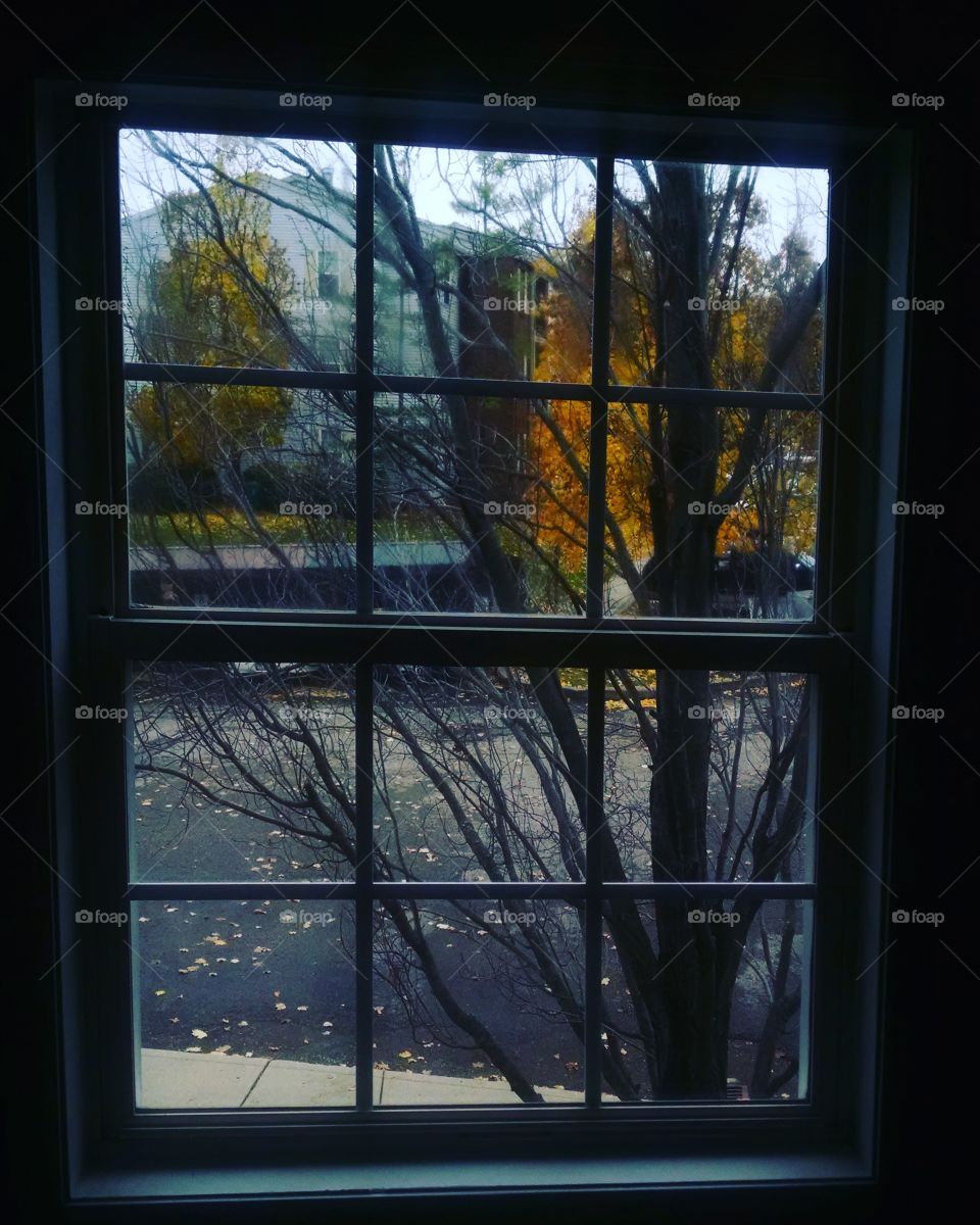 Tree seen through windows