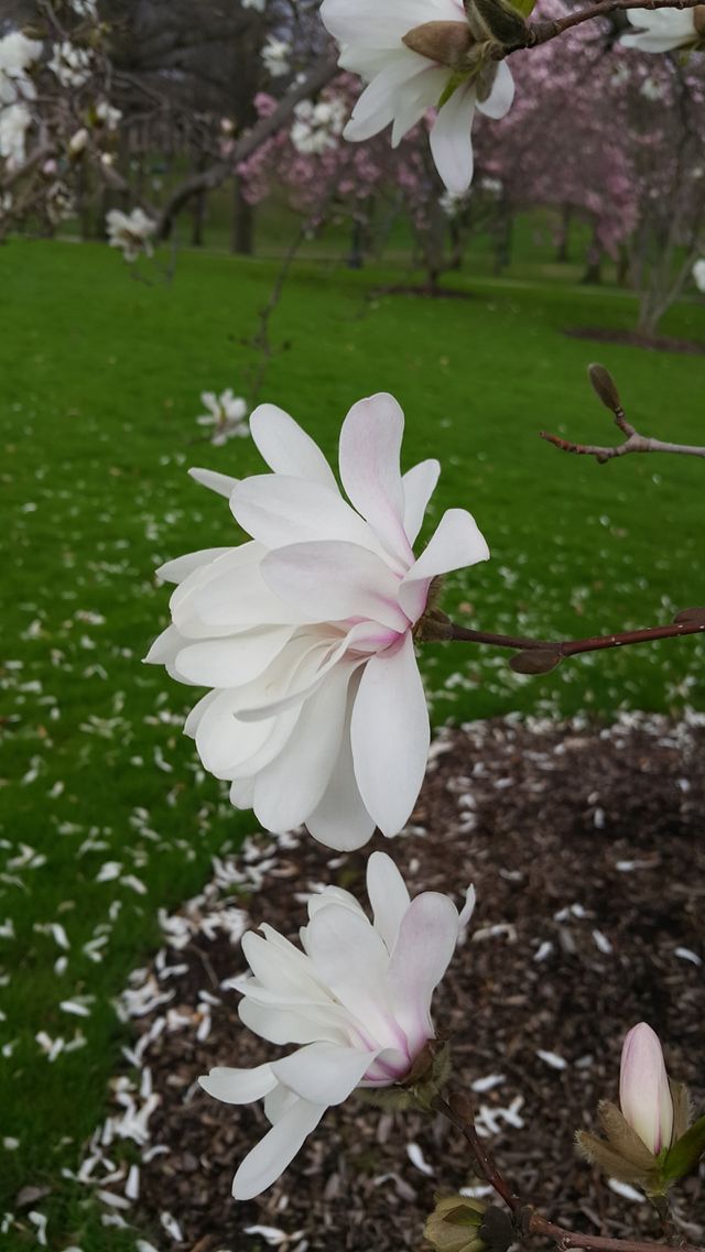 Spring Flowers 