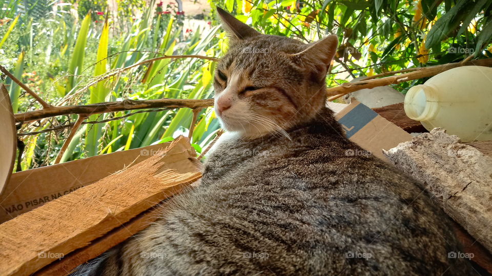 ANIMAL FELINE CAT RELAX