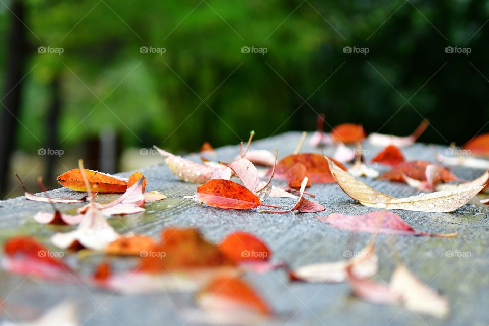 Fall leaves