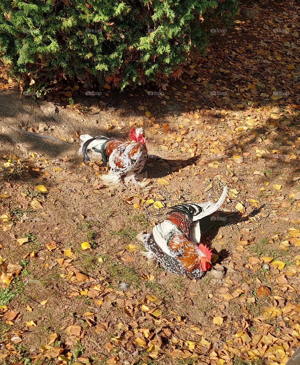 Two colorful beautiful chickens are enjoying the sun in the yard.  Domestic animals