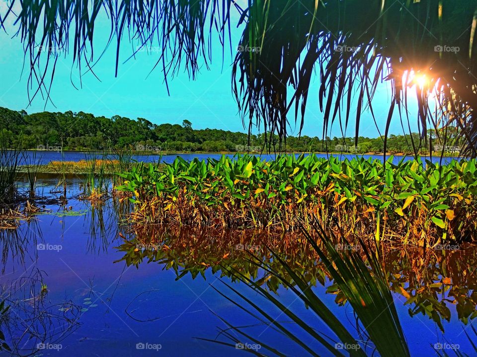 Tropical wetlands
