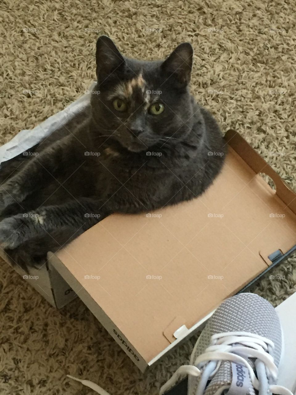 Cute cat in a shoebox 